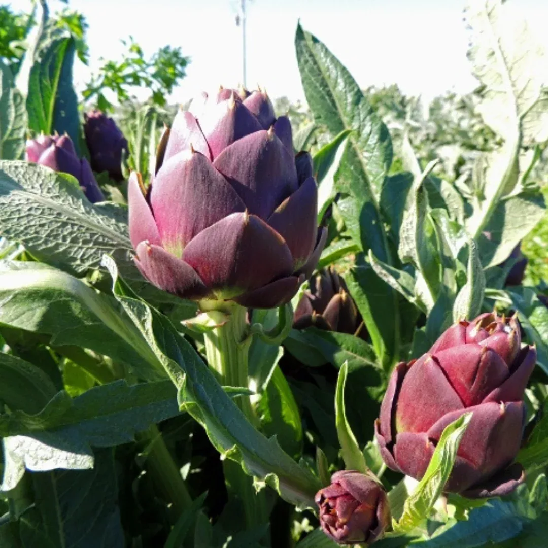 Purple Romagna Artichoke Plant Heirloom 15+ Seeds (Cynara scolymus) – Unique and Elegant Garden Variety