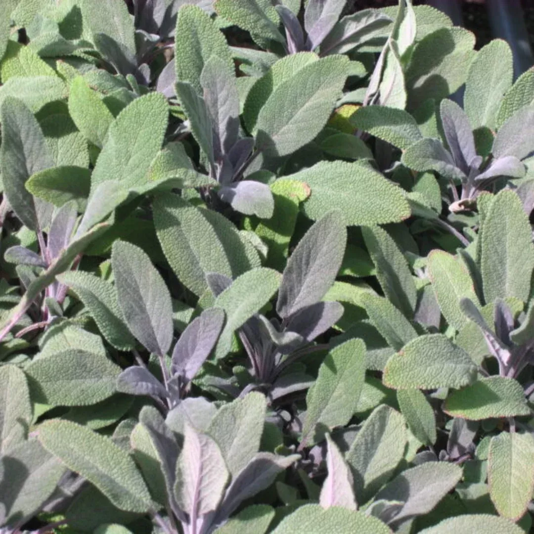 Purple Sage Plant Plug (Salvia officinalis 'Purpurascens') – Aromatic Herb with Stunning Purple-Hued Foliage