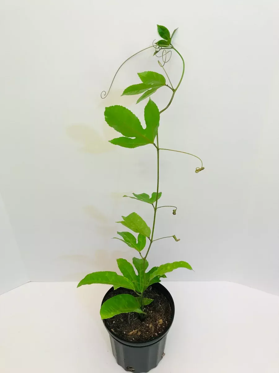 Purple Self Polinating Passion Fruit vine (From Cutting) 1 Gallon pot