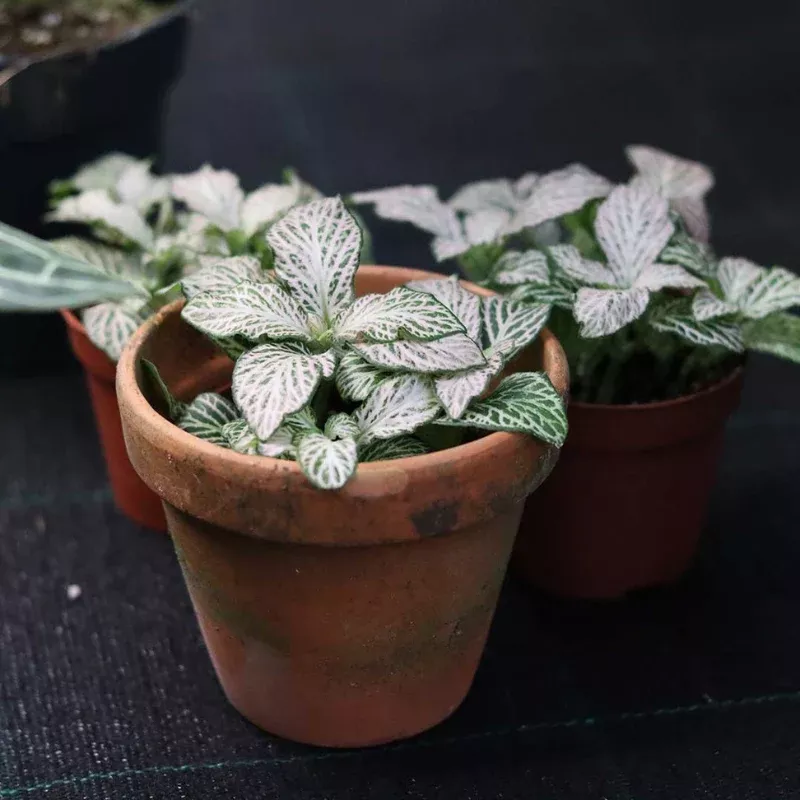 Purple Snow Anne Fittonia Plant Plug (Fittonia albivenis 'Purple Snow Anne') – Stunning Mosaic Foliage – Ideal for Terrariums & Indoors