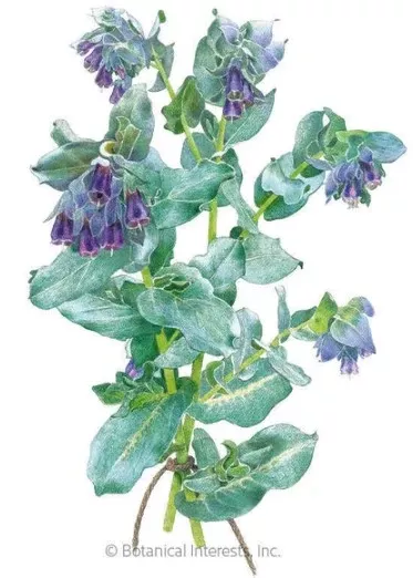 Purple Tear Honeywort Seeds