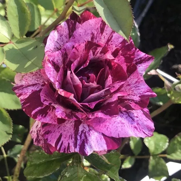 Purple Tiger Rose