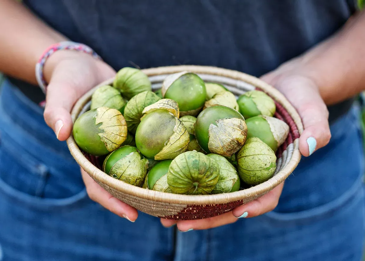 Purple Tomatillo Seeds