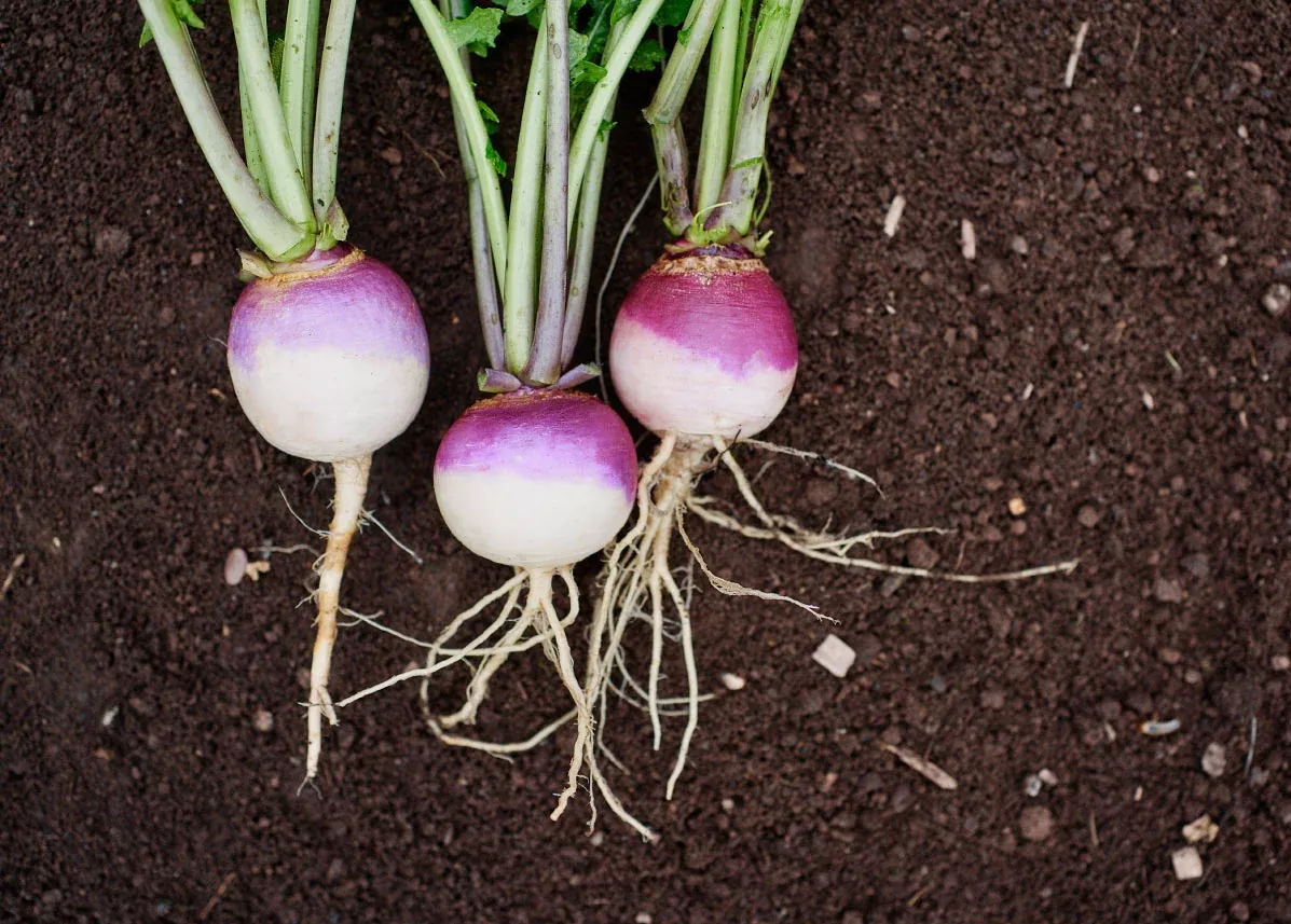 Purple Top White Globe - Organic Turnip Seeds