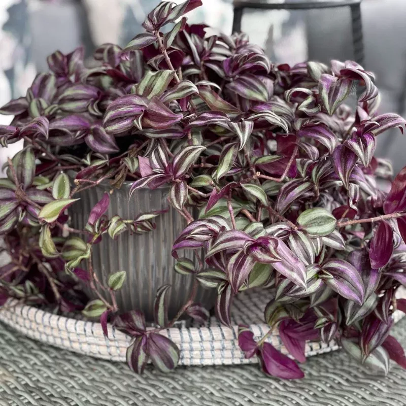 Purple Tradescantia Plant Plug (Tradescantia pallida 'Purpurea') – Deep Purple Foliage for Borders, Pots, and Groundcover.