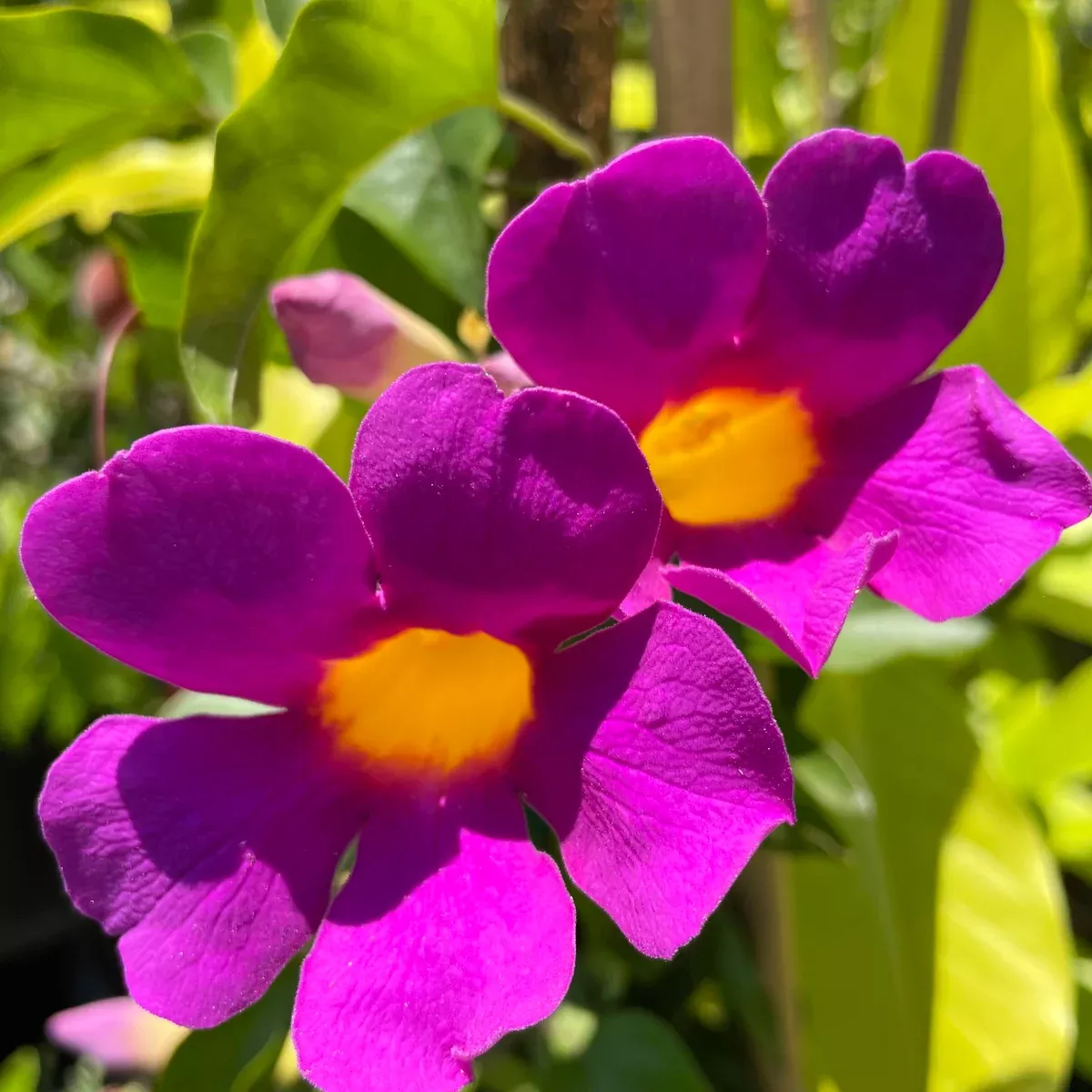 Purple Trumpet Vine
