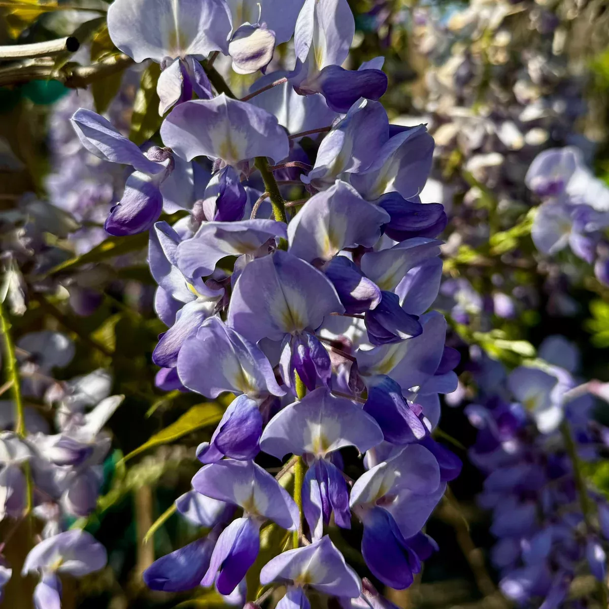 Purple Wisteria Vine