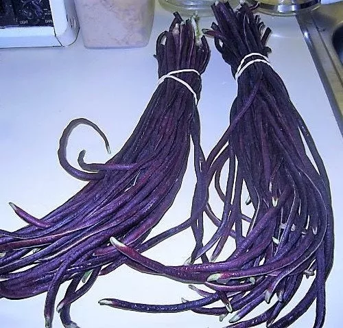 Purple Yard Long Beans, Mart Tsu In, Vigna unguiculata, Asparagus Bean VI0420