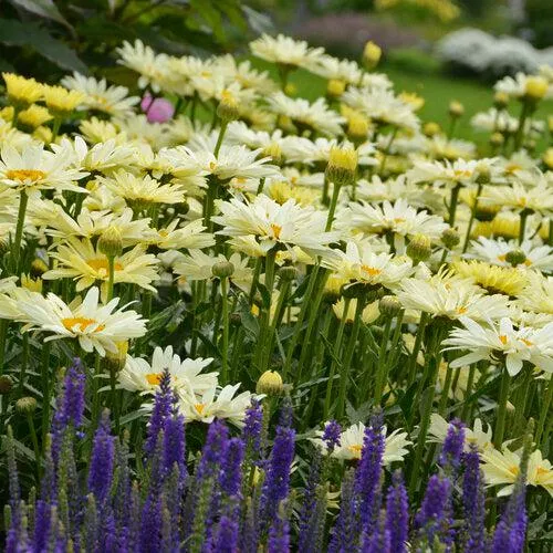PW Amazing Daisies Banana Cream II Shasta Daisy