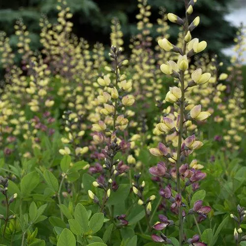 PW Decadence Deluxe Pink Lemonade False Indigo