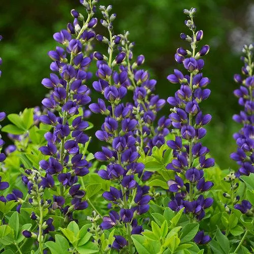 PW Decadence Sparkling Sapphires False Indigo
