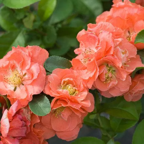 PW Double Take™ Peach Flowering Quince