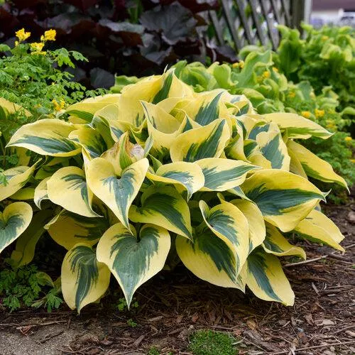 PW Shadowland Autumn Frost Hosta