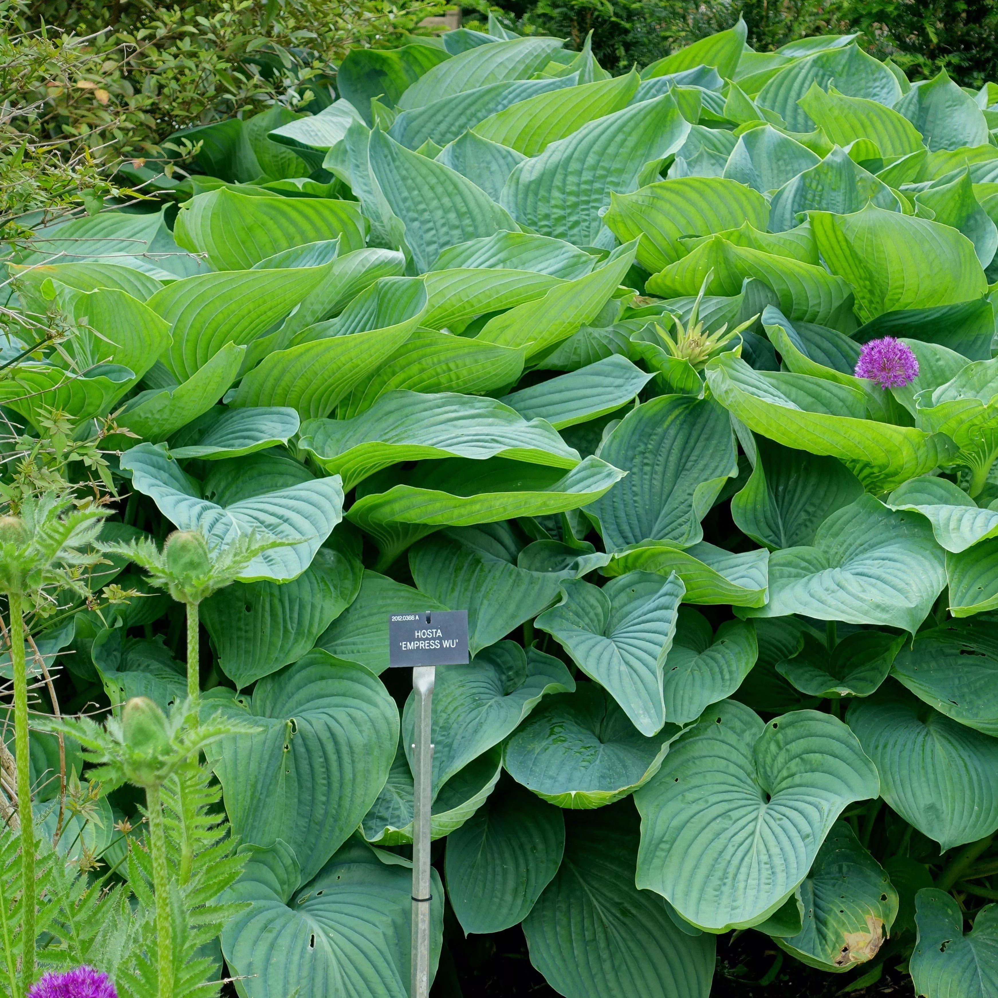 PW Shadowland Empress Wu Hosta