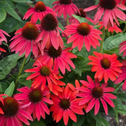 PW Summersong™ Firefinch™ Coneflower
