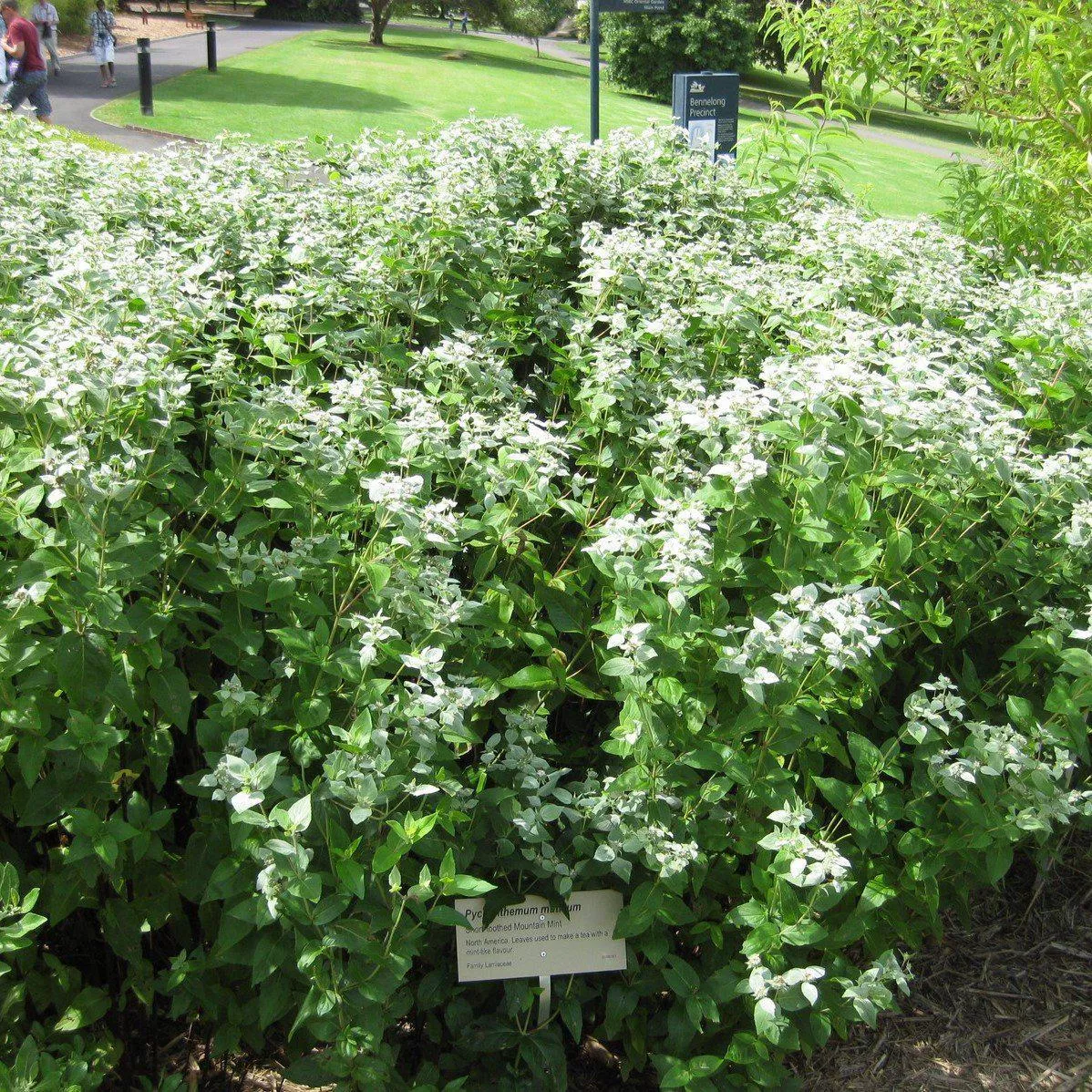 Pycnanthemum muticum / Mountain Mint