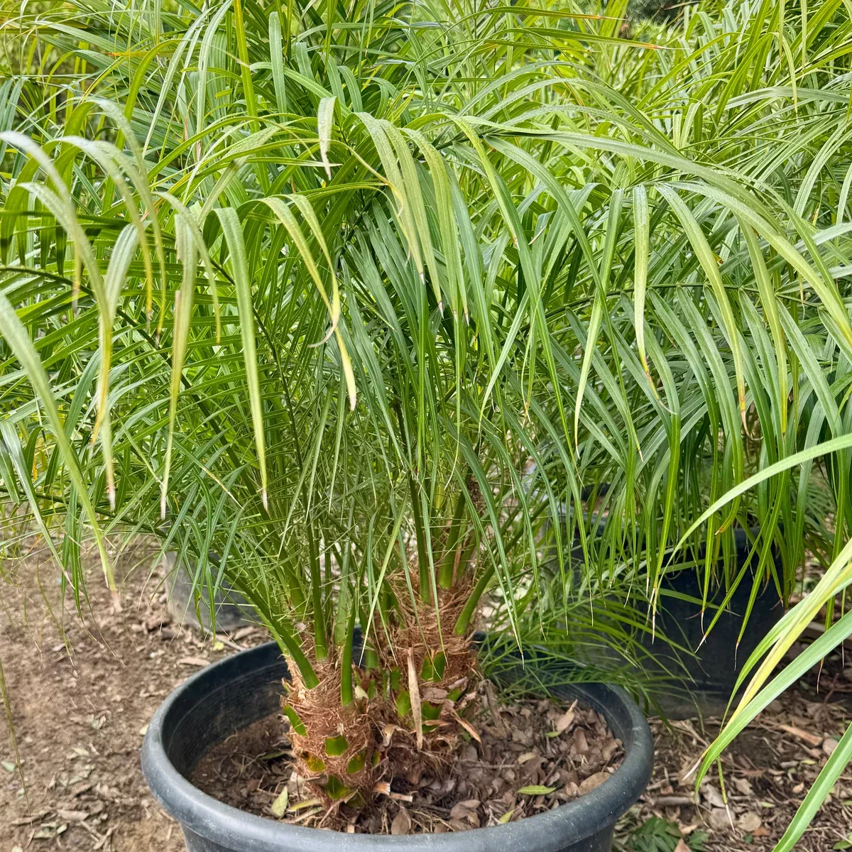 Pygmy Date Palm