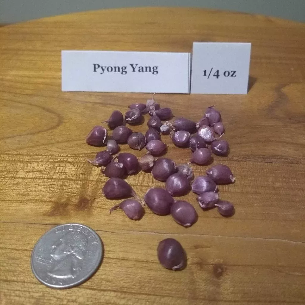 Pyong Yang