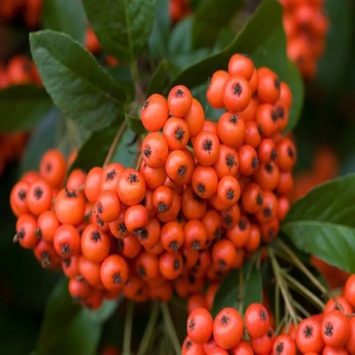 Pyracantha gibbsii MohaveFirethorn