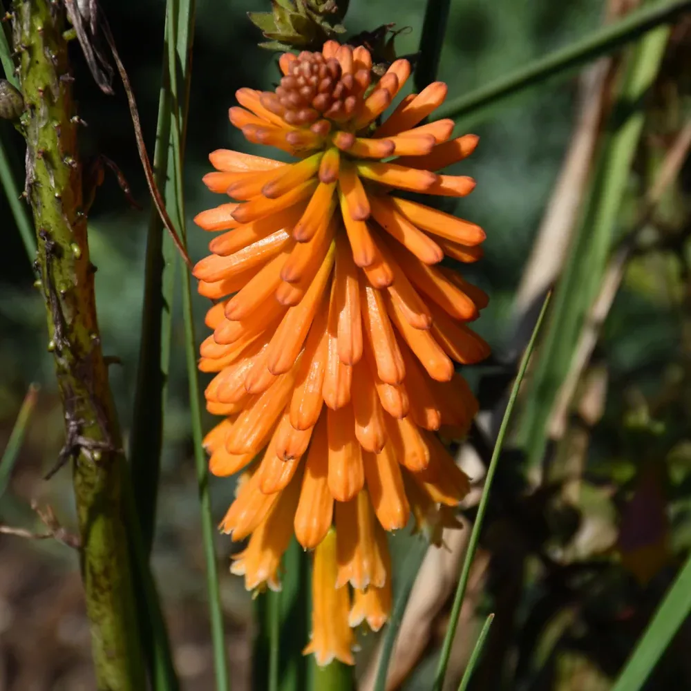 Pyromania Orange Blaze Torchlily