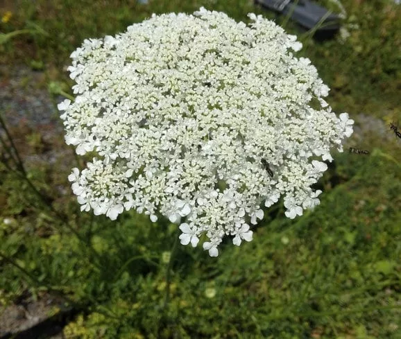 Queen Anne's Lace Seeds