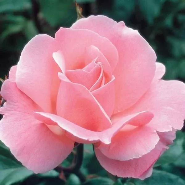 Queen Elizabeth Rose Tree