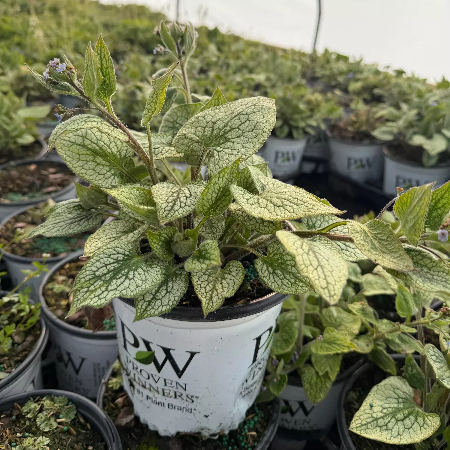 Queen of Hearts Heartleaf Brunnera