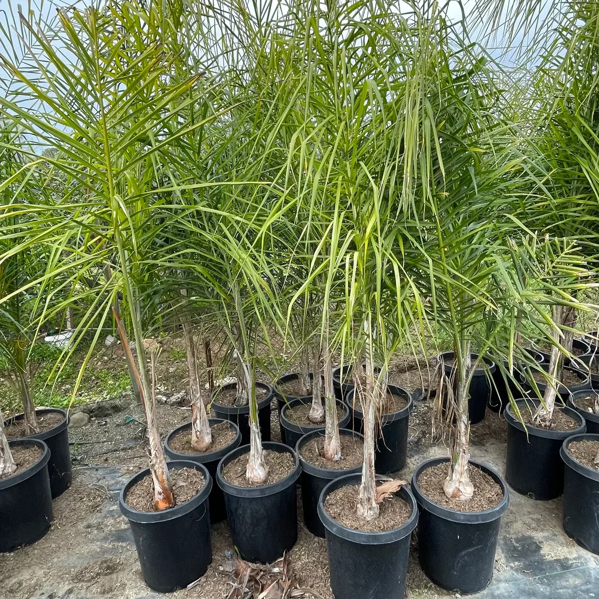 Queen Palm