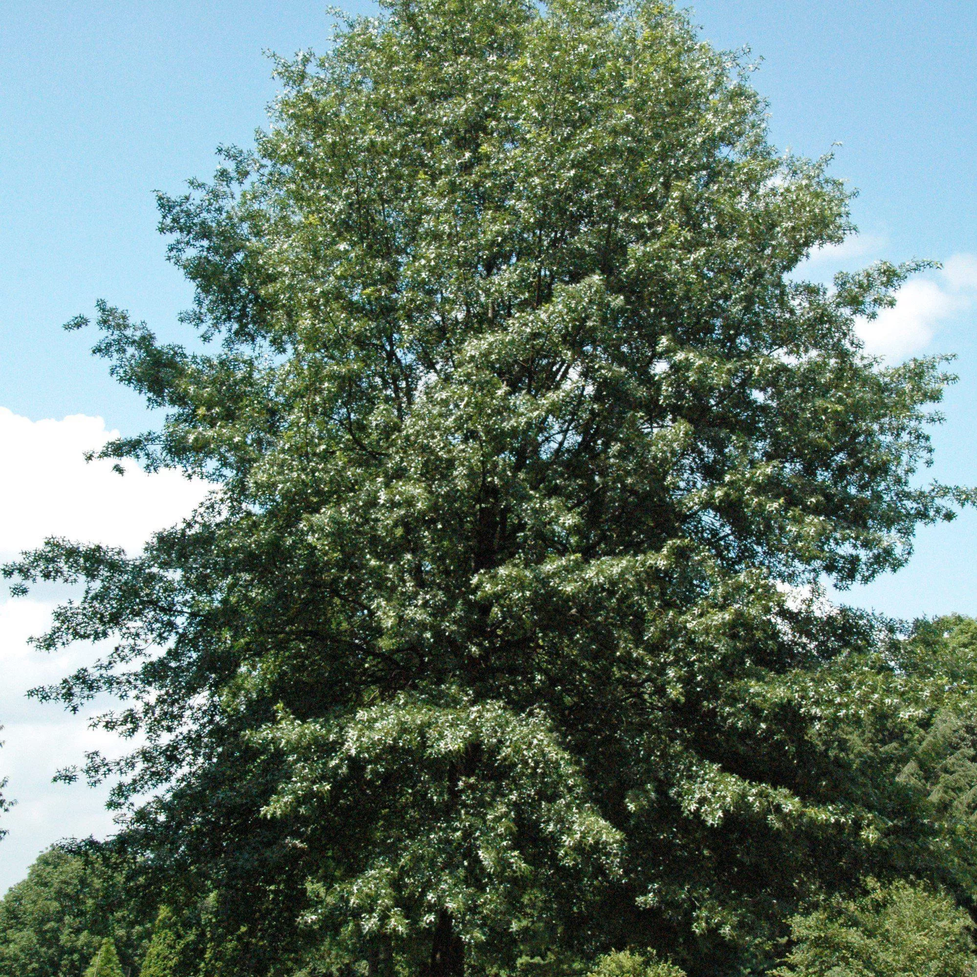 Quercus coccinea- Scarlet Oak