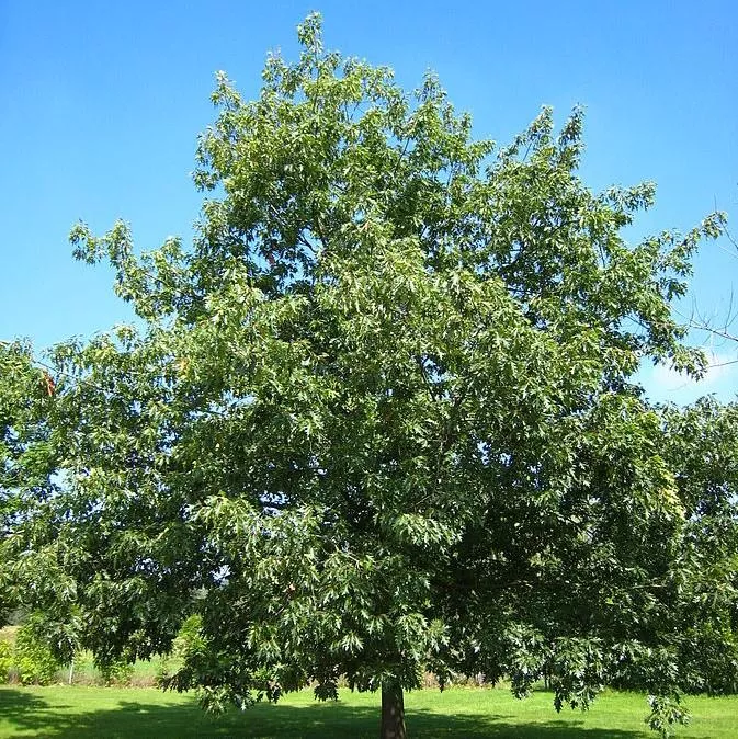 Quercus rubra- Northern Red Oak