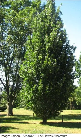 Quercus x 'Long', Regal Prince Ware oak