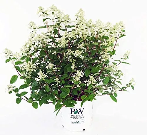 Quick Fire Hydrangea
