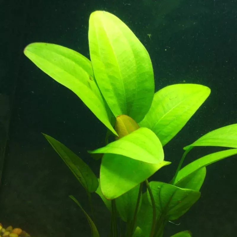 Radican Sword (Echinodorus cordifolius) – Hardy Aquatic Plant with Large, Broad Leaves for Freshwater Aquariums