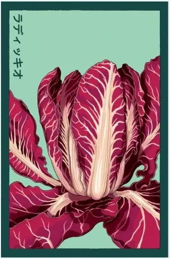 Radicchio Vegetable Seed Pkt