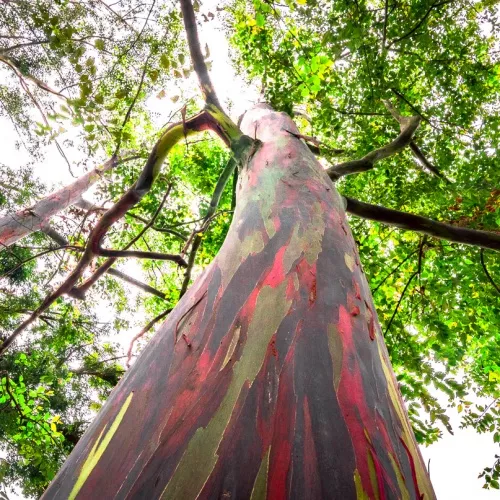 Rainbow Eucalyptus (cầu vồng bạch đàn)