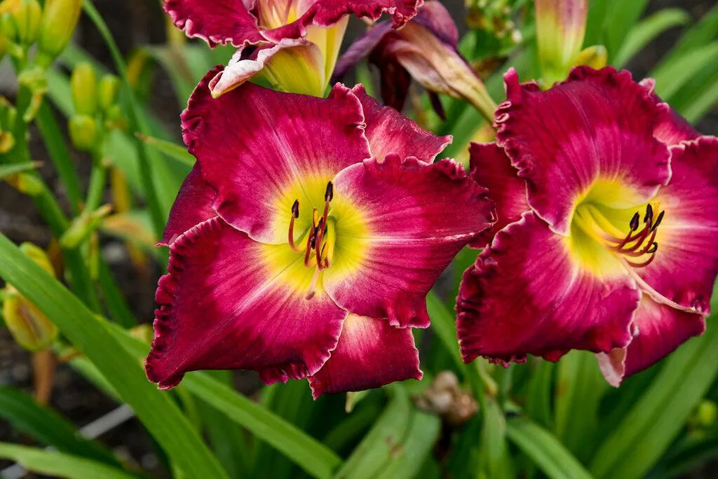 Rainbow Rhythm Blood Sweat and Tears Daylily