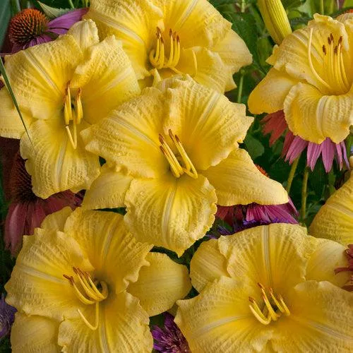 Rainbow Rhythm Going Bananas Daylily
