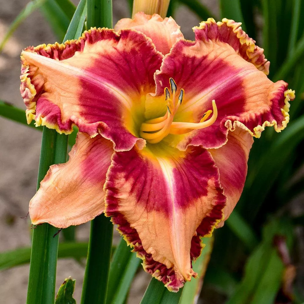 Rainbow Rhythm Lake of Fire Daylily