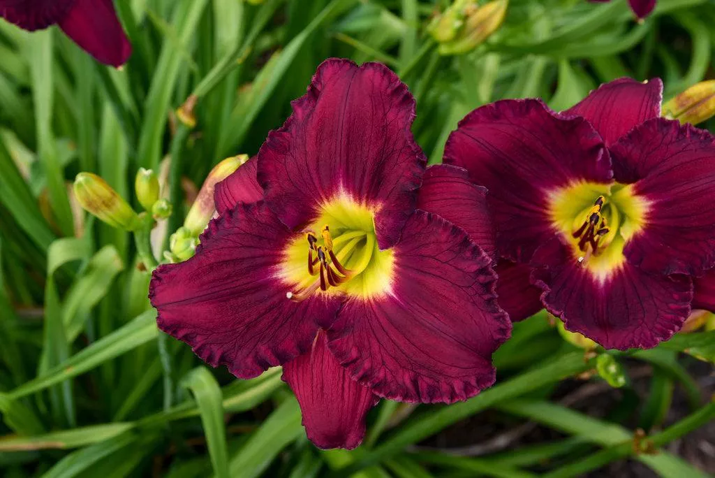 Rainbow Rhythm Nosferatu Daylily