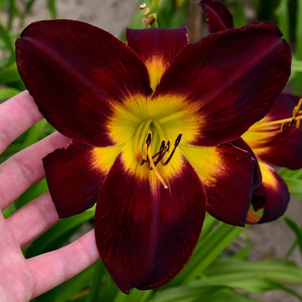 Rainbow Rhythm Persian Ruby Daylily