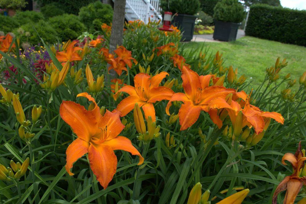 Rainbow Rhythm Primal Scream Daylily