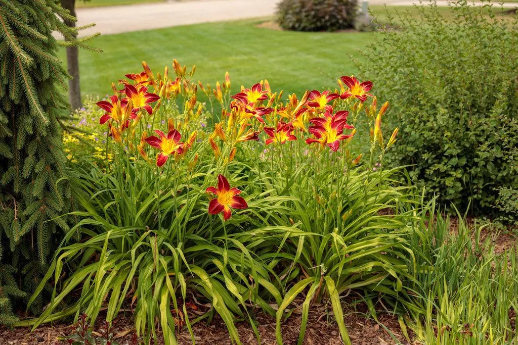 Rainbow Rhythm Ruby Spider Daylily