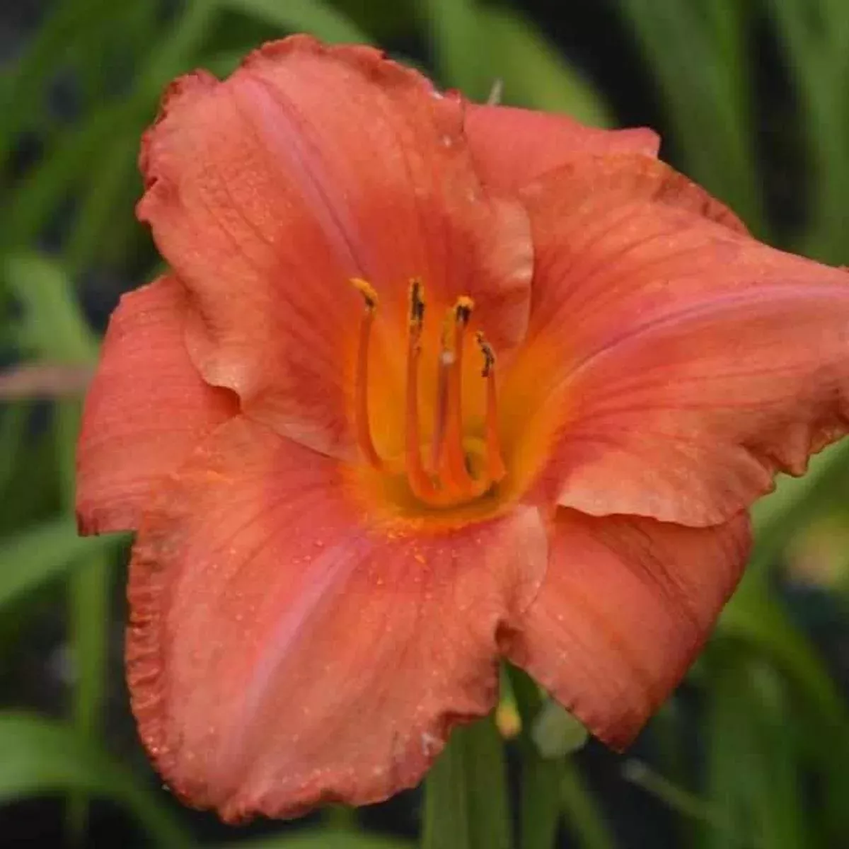 Rainbow Rhythm South Seas Daylily