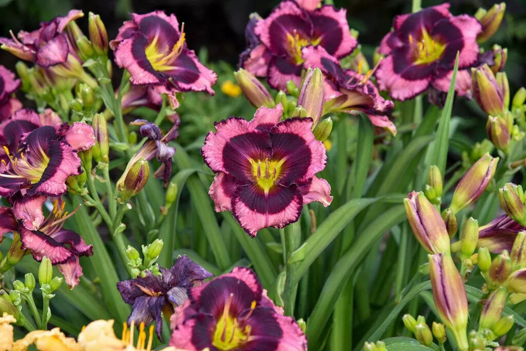 Rainbow Rhythm Storm Shelter Daylily