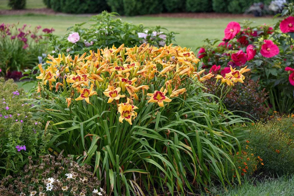 Rainbow Rhythm Tiger Swirl Daylily