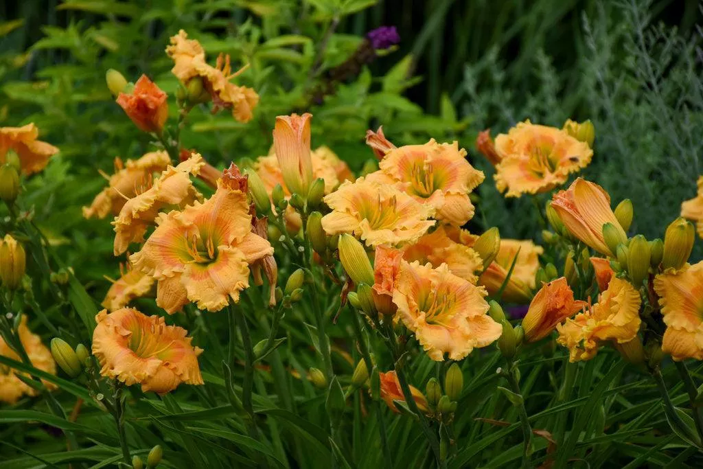 Rainbow RhythmOrange Smoothie Daylily