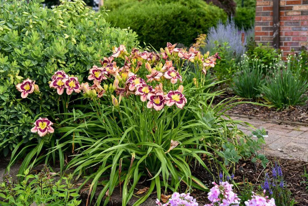 Rainbow RhythmSound of My Heart Daylily