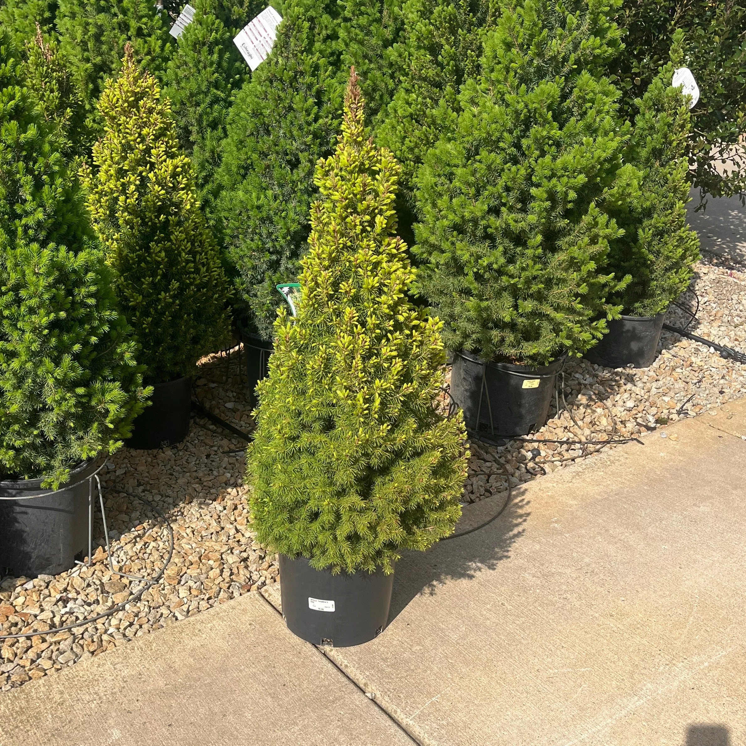 Rainbow's End Spruce - Picea glauca - 3 Gallon Potted Evergreen Shrub