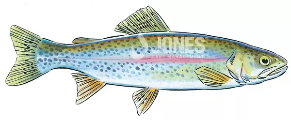 Rainbow Trout (Delivery Only)