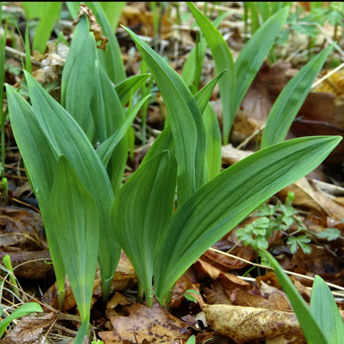 Ramp aka Wild Leeks (Allium tricoccum)